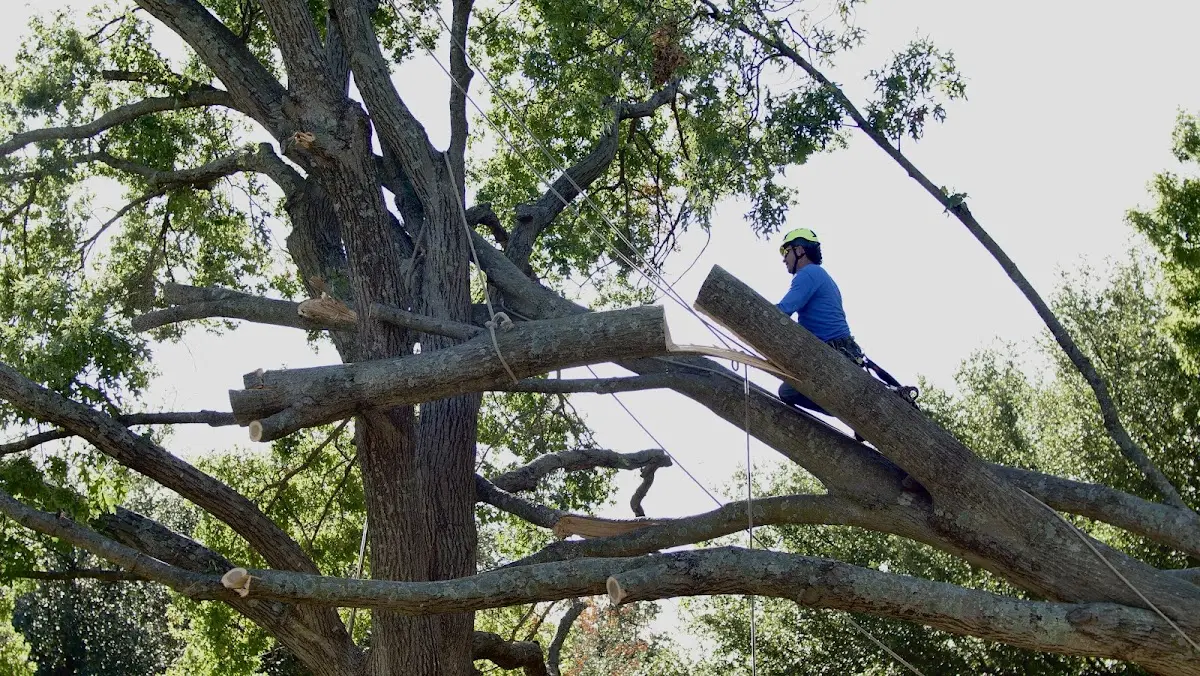 Professional Hazardous Tree Removal performed by certified arborists in Glenford