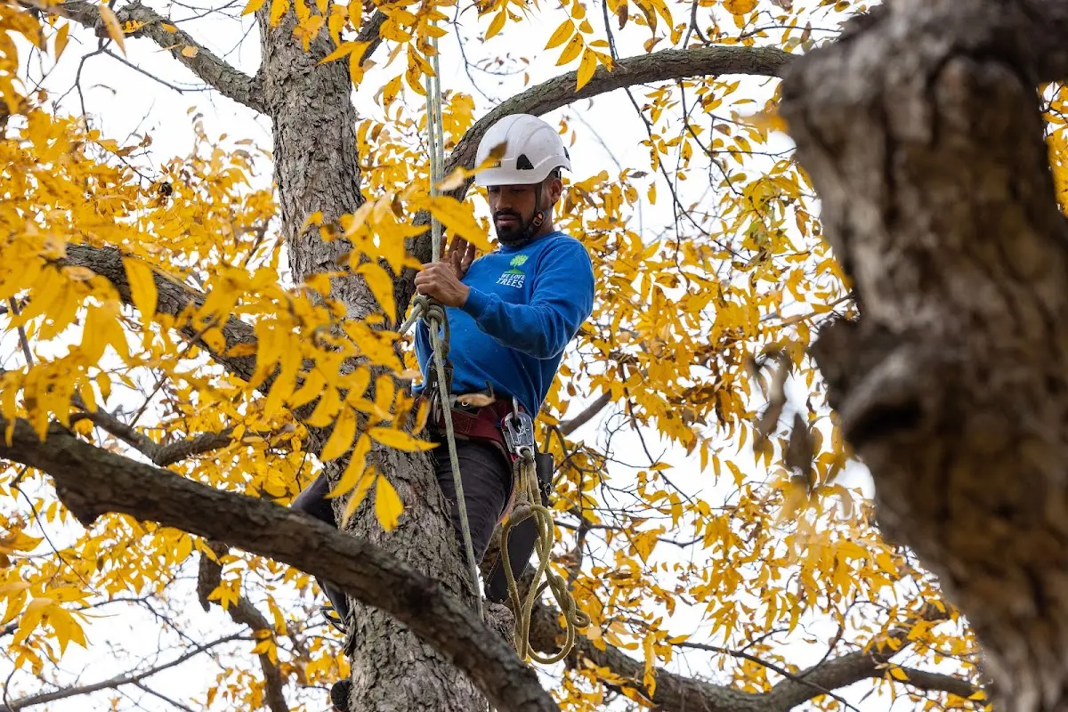 Skilled Tree Planing crew working in Glenford