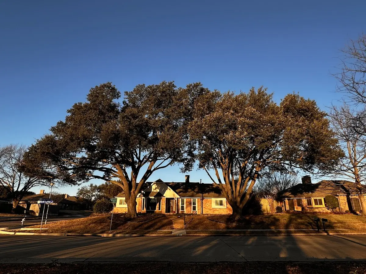 Established residential canopy tree shading a home in Glenford